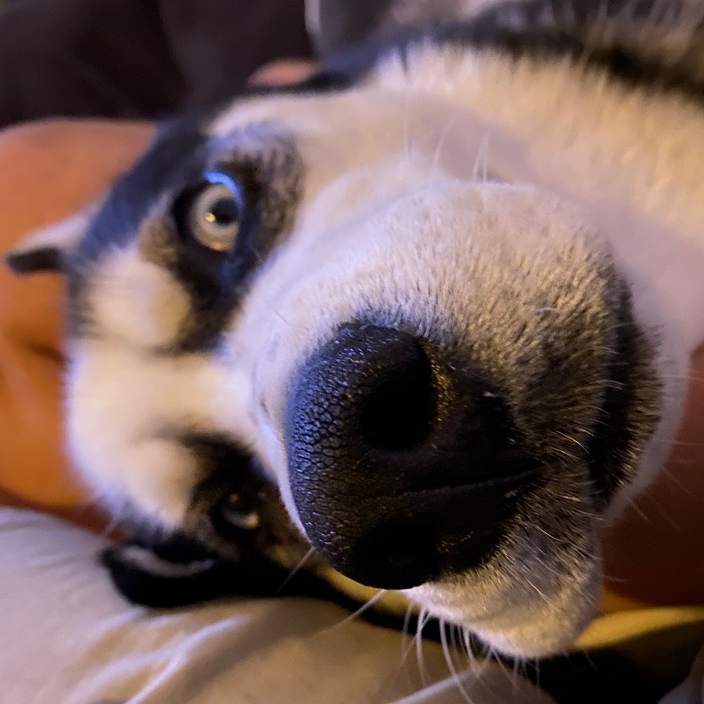 Meet your Posher, Saiwei